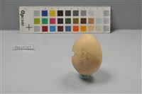 藏品(雉卵)的圖片